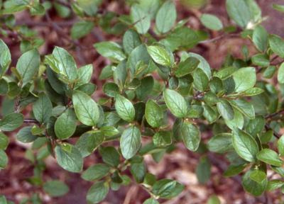 Leaves of Hedge Cotoneaster